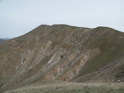 Cervidae Peak