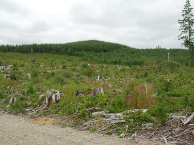 Macafee Hill