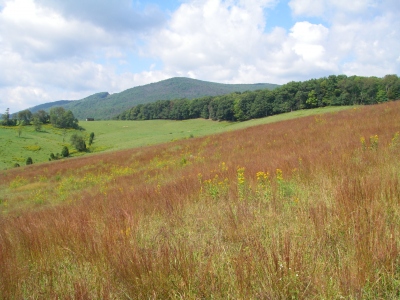 Kelly Knob