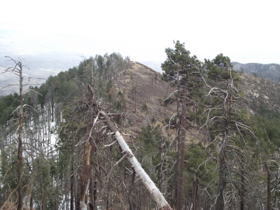 Kellogg Mountain