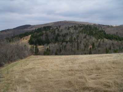 Old Field Bald