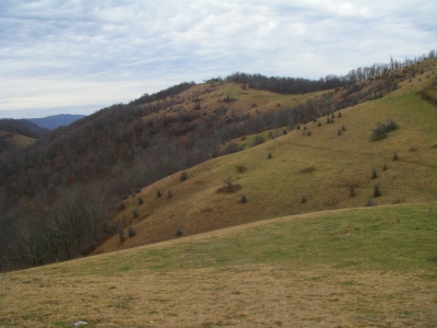 Glades, The