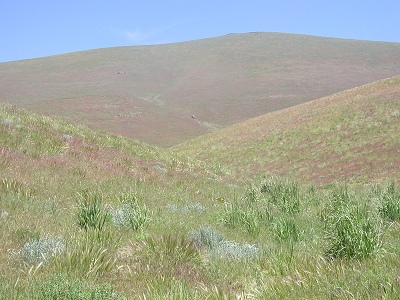 Beatys Butte