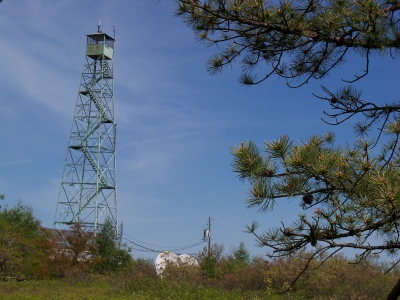 Bears Head