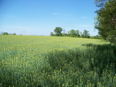 Sandstone Ridge