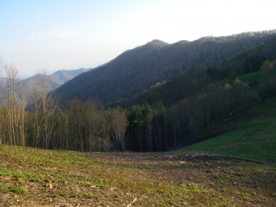 Lightwood Mountain
