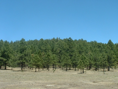 Cerro Osha