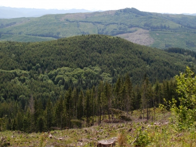 Nelson Hill