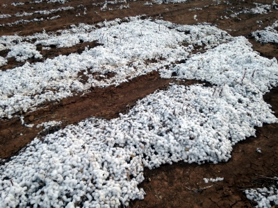 Cotton County HP