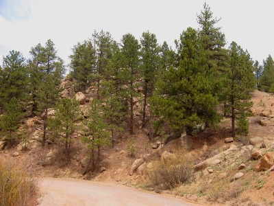 Nighthawk Hill