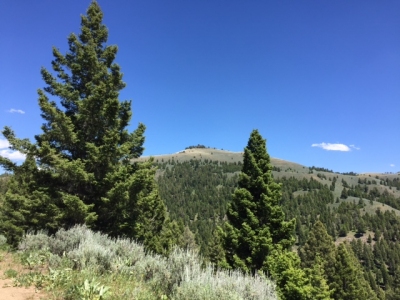 Sheephorn Mountain