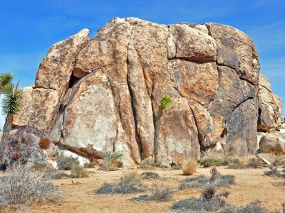 "Lizard's Hangout"