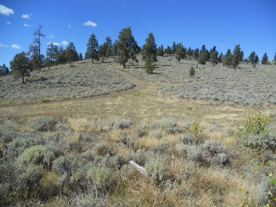 Miller Hill