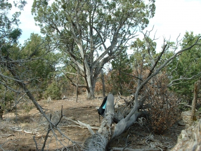 American Mesa