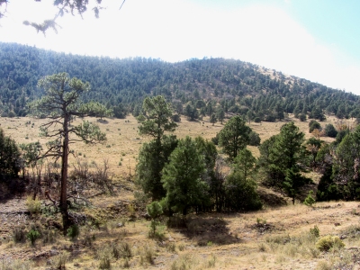 "South Luera"