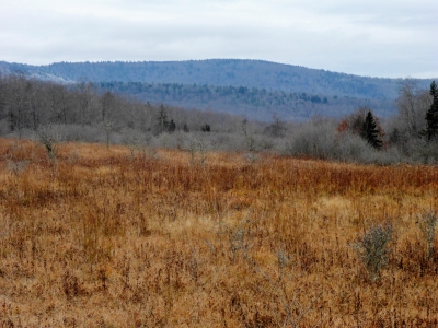 Black Mountain