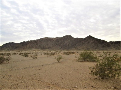 Avi Kwalal