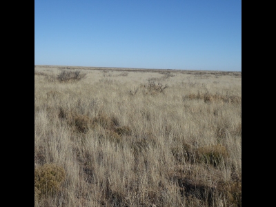 Grama Ridge