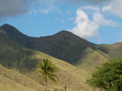 Koai