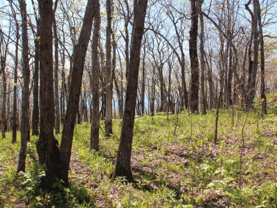 Oglethorpe, Mount