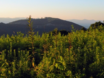 Lower Haw Knob