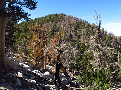 "Zahniser Peak"