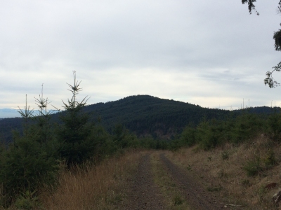 Forest Peak
