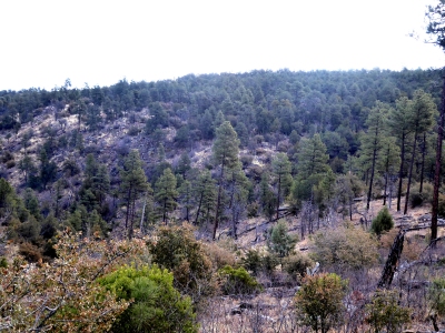 Saliz Hill