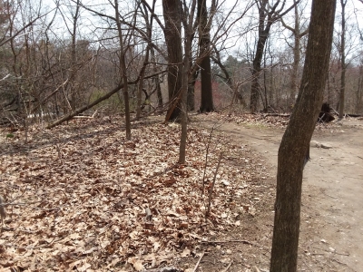 Willink Hill