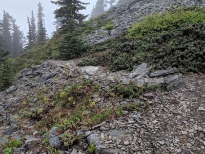 Mark O. Hatfield Wilderness HP