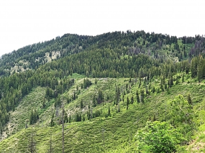 Archie Mountain