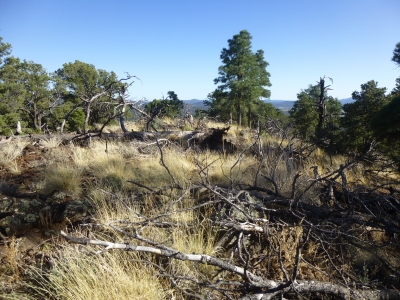 Wildcat Hill