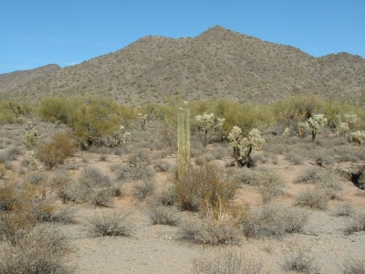 2907
