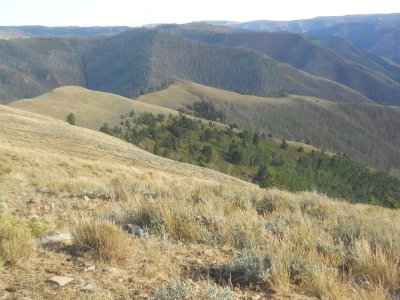Wild Cattle Ridge