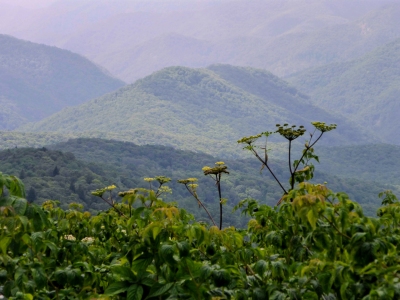 Hickory Flat Knob