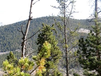 Black Mountain