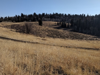 Timber Mountain