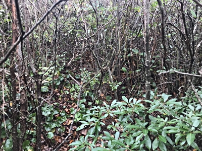 Unaka Mountain Wilderness HP