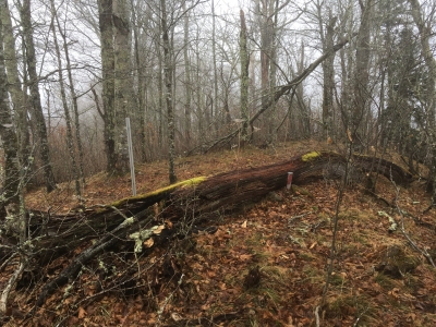 Wilson Ridge