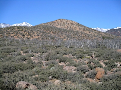 Beatty Hill