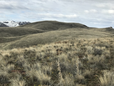 Grassy Ridge