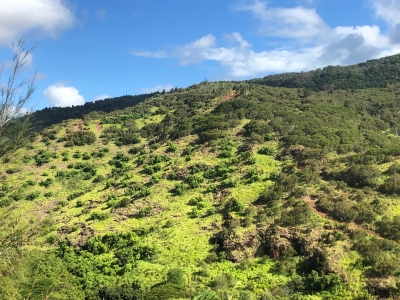 Pu'ukamananui