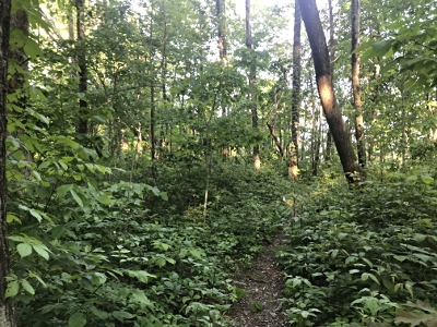 Tipton Mountain