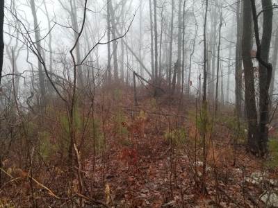 Neddy Mountain