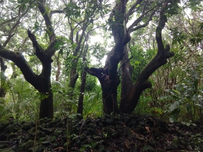 Kipaepae