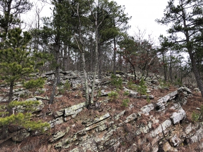 Kingdoodle Knob
