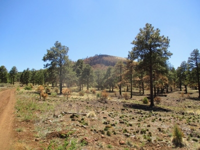 Cerro Trigo