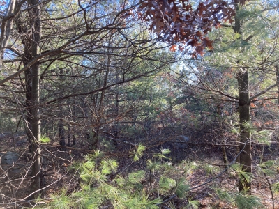 Wolcott Hill