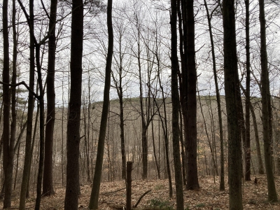 Walnut Hill