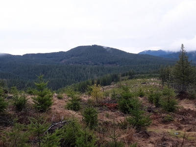 Woods Point